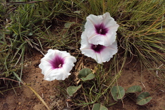 Ipomoea bathycolpos