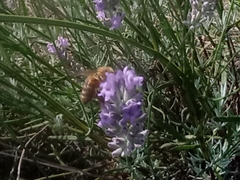 Apis mellifera