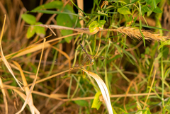 Pachydiplax longipennis