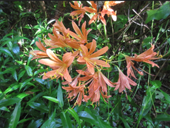 Lycoris