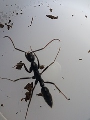 Leptogenys chinensis