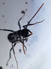 Leptogenys chinensis