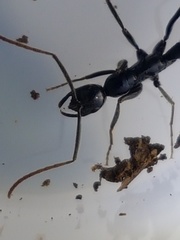 Leptogenys chinensis