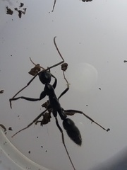 Leptogenys chinensis