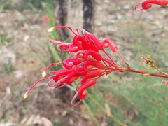 Grevillea wilsonii