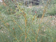 Grevillea wilsonii