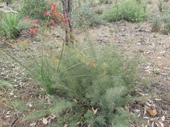 Grevillea wilsonii
