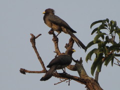 Crinifer zonurus