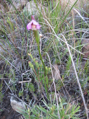 Disperis capensis capensis