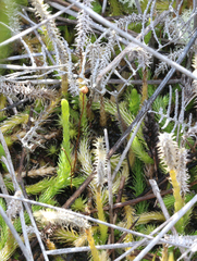 Brownseya serpentina