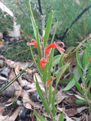 Adenanthos barbiger