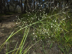 Eragrostis paniciformis
