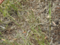 Eragrostis paniciformis