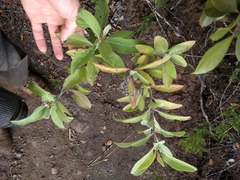 Pluchea carolinensis