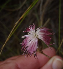 Dianthus bolusii