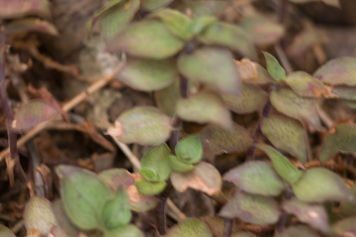 Callisia repens, 2021-08-15