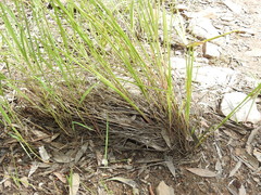 Eragrostis paniciformis