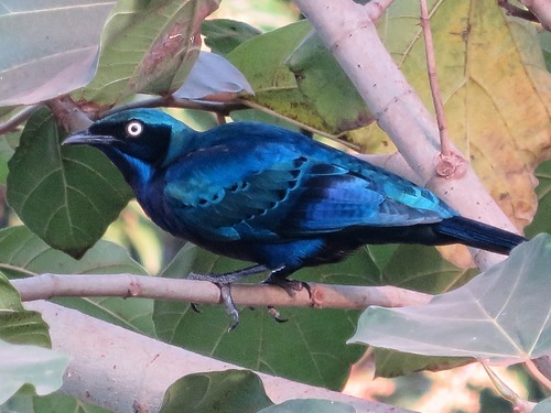 Splendid Starling