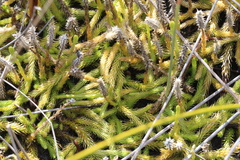 Brownseya serpentina