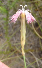 Dianthus bolusii