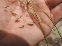 Eragrostis paniciformis