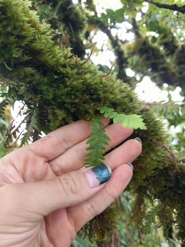Graceful kihifern (Adenophorus pinnatifidus)