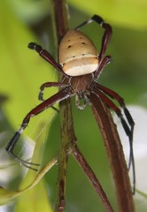 Argiope ocula