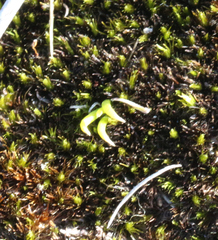 Phylloglossum drummondii