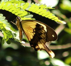 Papilio dardanus cenea