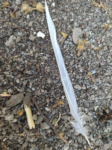 Plume de Bergeronnette des ruisseaux
