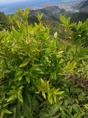 Citharexylum caudatum