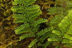 Adenophorus tamariscinus