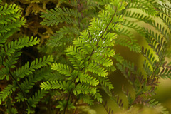 Adenophorus tamariscinus