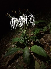 Hymenocallis tubiflora