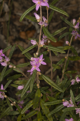 Boronia hapalophylla