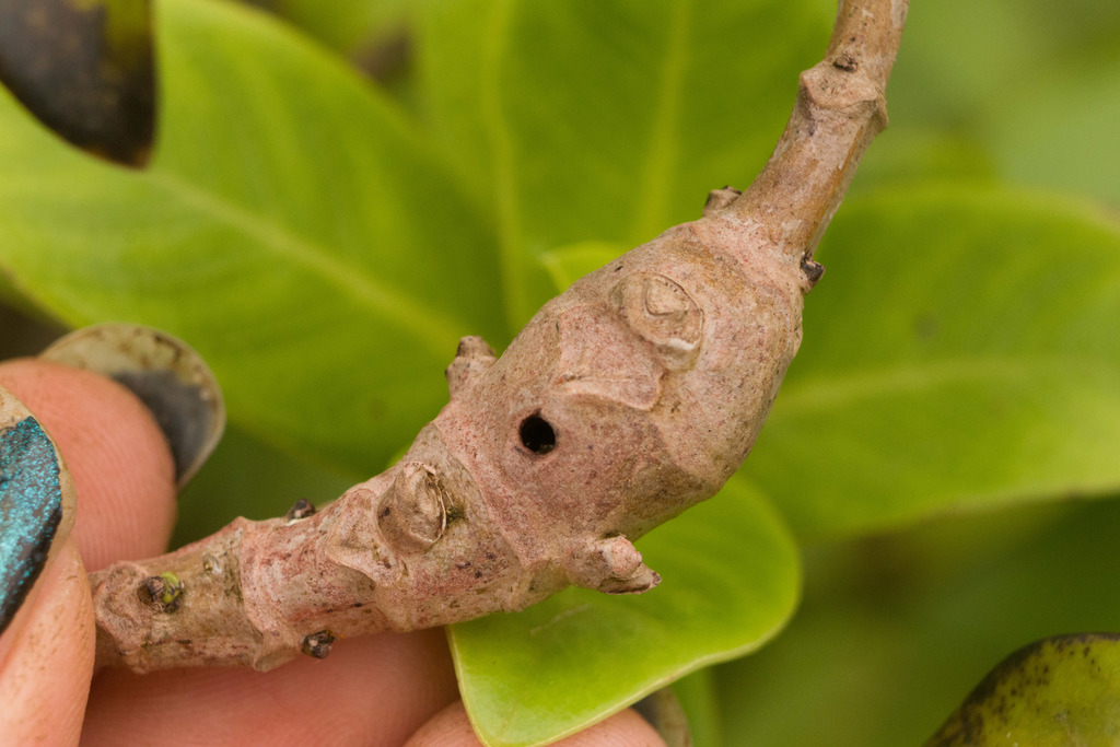 Merimnetria homoxyla