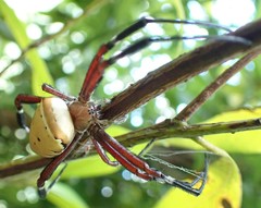 Argiope ocula