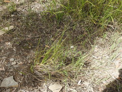 Eragrostis paniciformis