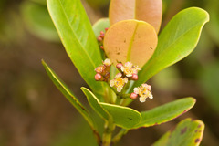 Syzygium sandwicense