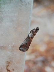 Acrobasis sodalella