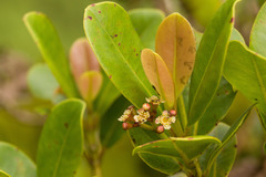 Syzygium sandwicense