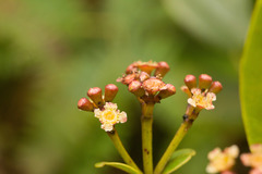 Syzygium sandwicense