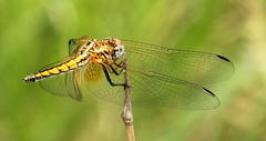 Trithemis pluvialis