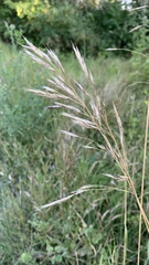 Bromopsis