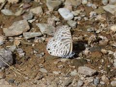 Leptotes pirithous pirithous