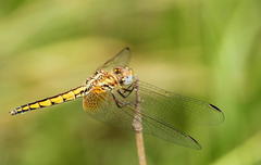 Trithemis pluvialis