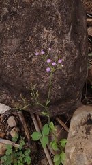 Cyanthillium cinereum