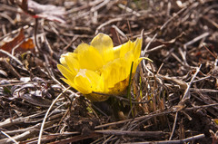 Adonis vernalis