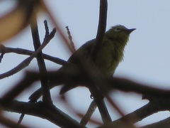 Zosterops stuhlmanni