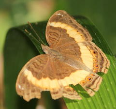Junonia elgiva